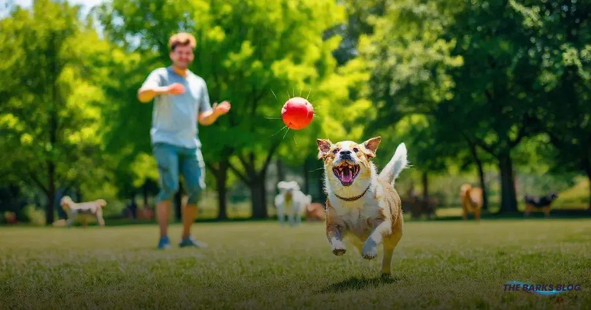 Why Dogs Love to Play Fetch