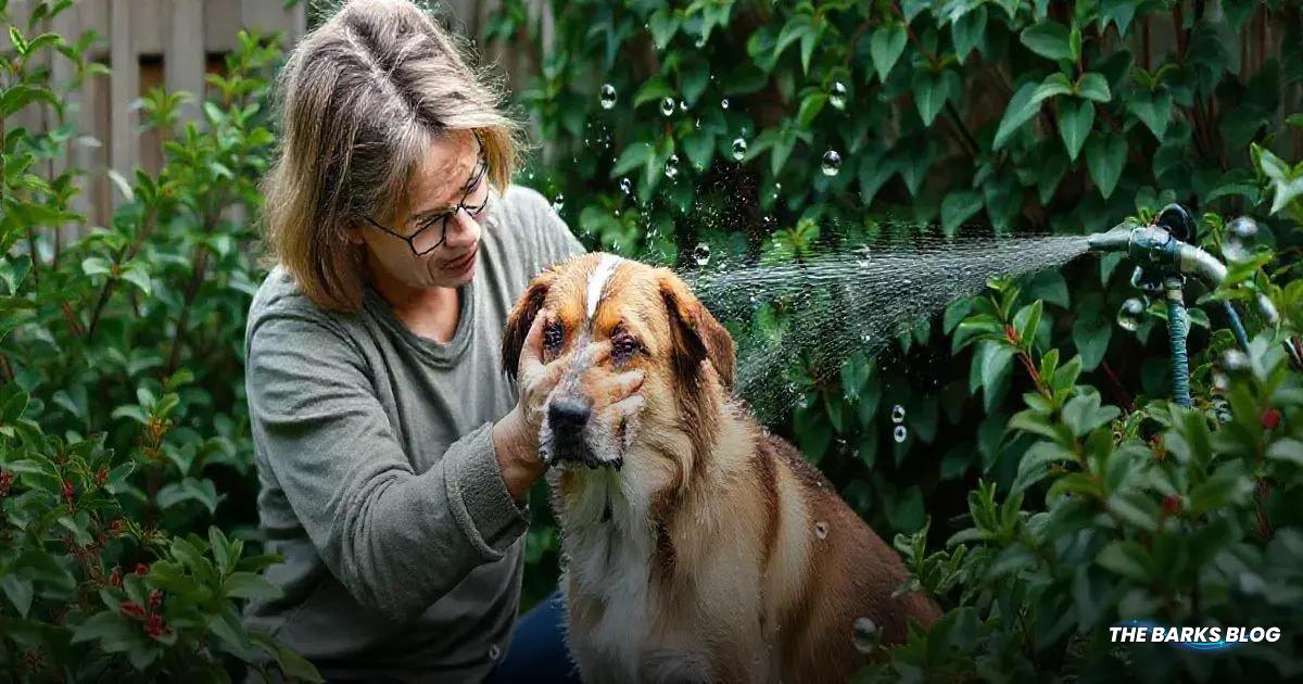 How to Safely Wash Your Dog After Exposure
